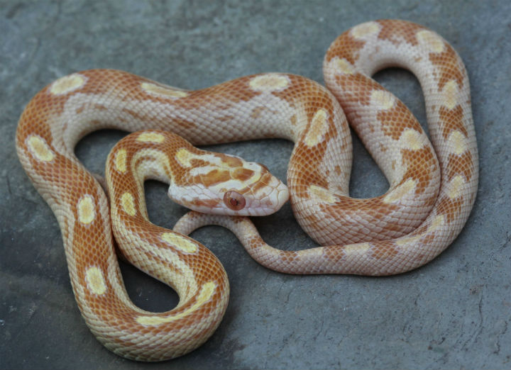 Butter Motley Corn Snake